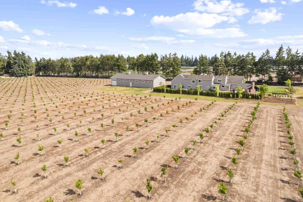 This image showcases long, orderly rows of mature trees—likely hazelnut or orchard trees—stretching out toward a main house and outbuildings. The sense of open space and natural beauty is enhanced by the tranquil mood and expansive sky, inviting viewers to imagine leisurely walks and exploration.